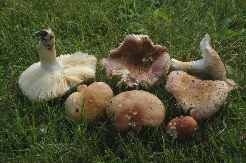 Russula elegans (door Mirjam Veerkamp)