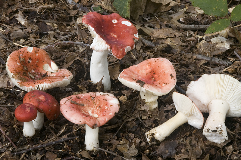 Russula emetica sl, incl. silvestris (door Nico Dam)