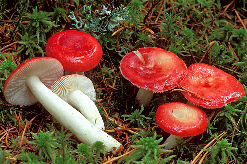 Russula emetica sl, incl. silvestris (door Henk Huijser)