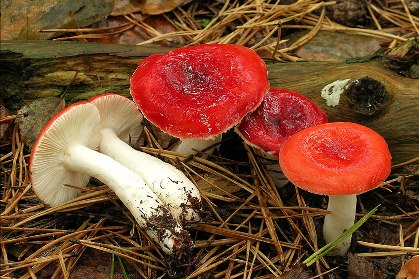 Russula emetica sl, incl. silvestris (door Henk Huijser)