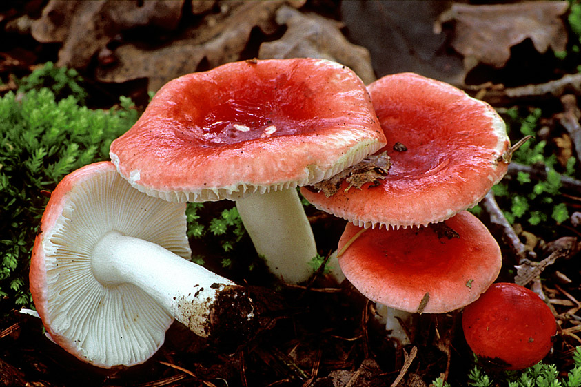 Russula silvestris (door Henk Huijser)