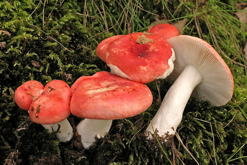 Russula silvestris (door Henk Huijser)