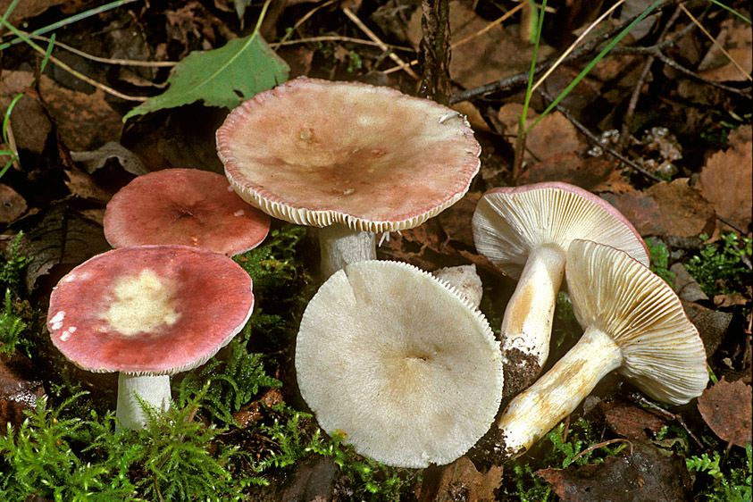 Russula exalbicans (door Henk Huijser)