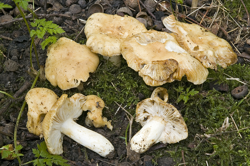 Russula farinipes (door Nico Dam)