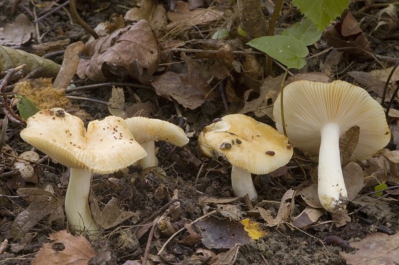 Russula farinipes (door Nico Dam)