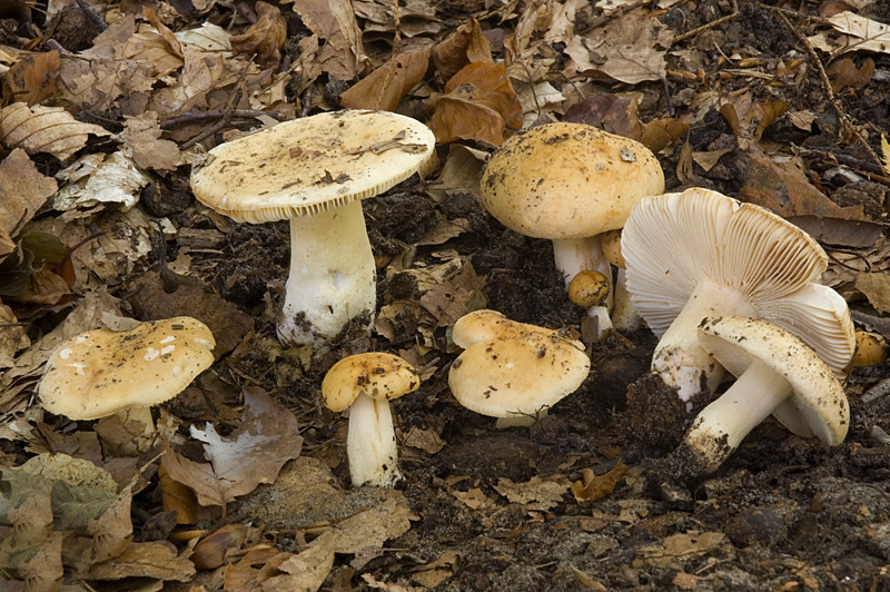 Russula fellea (door Nico Dam)