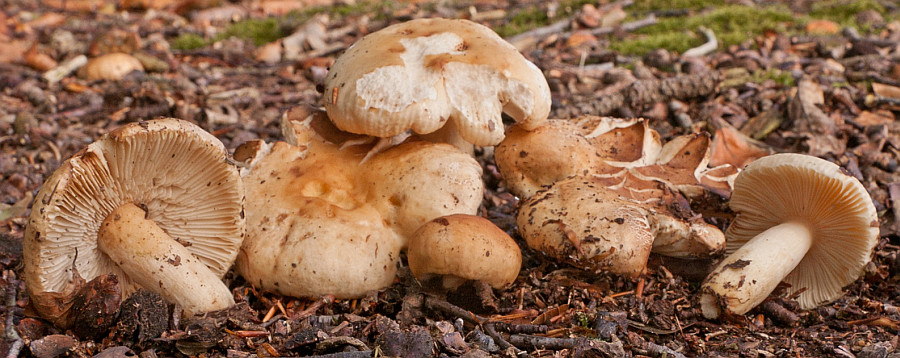 Russula fellea (door Aldert Gutter)