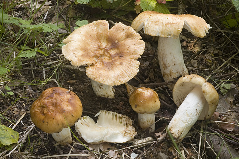 Russula foetens (door Nico Dam)