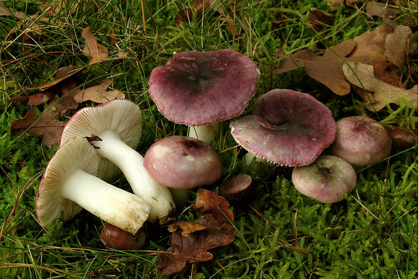 Russula fragilis (door Henk Huijser)