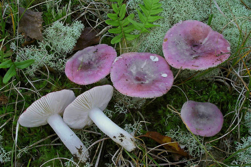 Russula fragilis (door Henk Huijser)