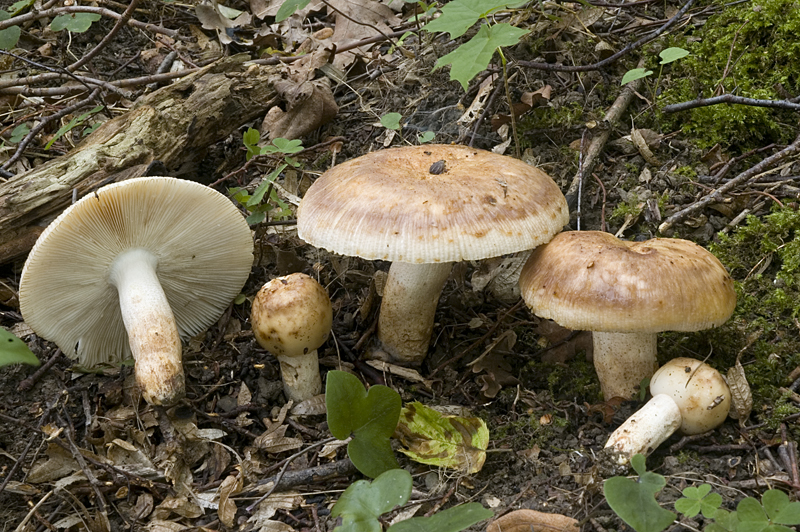 Russula illota (door Nico Dam)