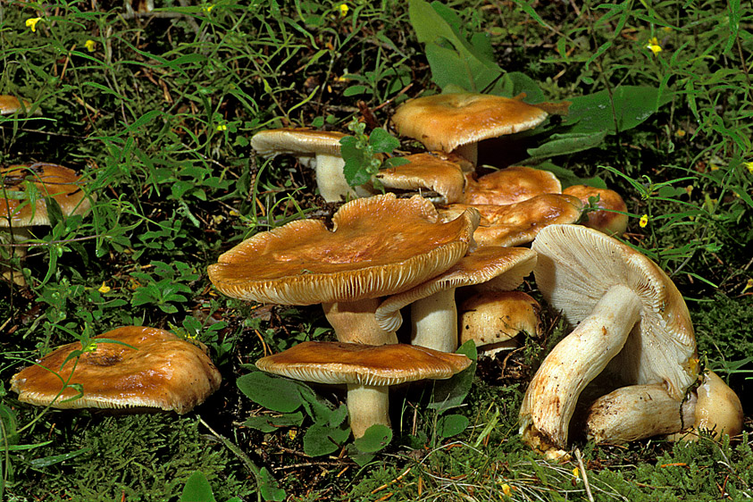 Russula illota (door Henk Huijser)