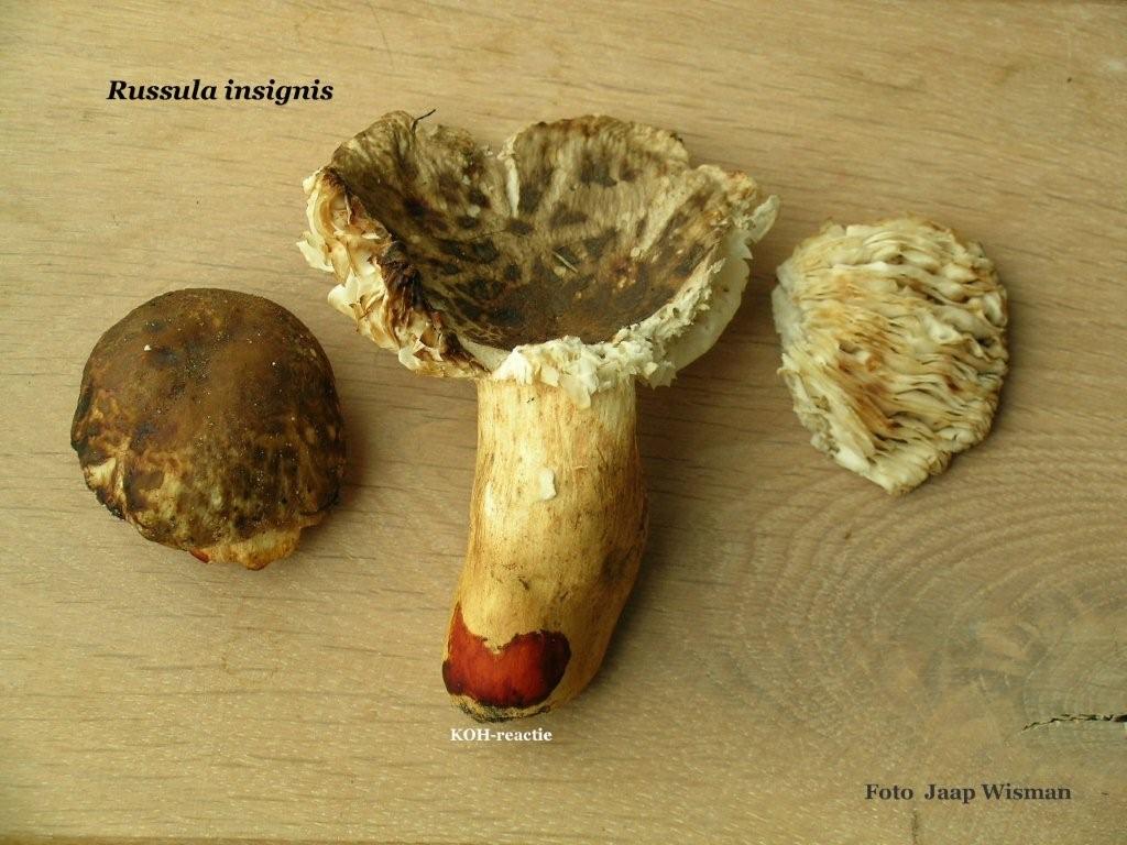 Russula insignis (door Jaap Wisman)