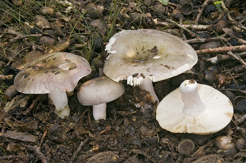 Russula ionochlora (door Nico Dam)