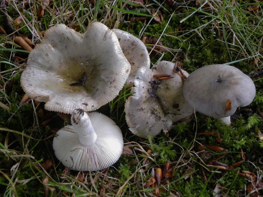 Russula ionochlora (door Jaap Wisman)