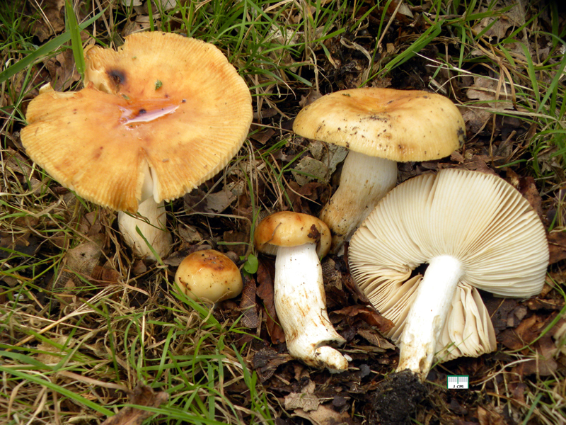 Russula grata (door Jaap Wisman)