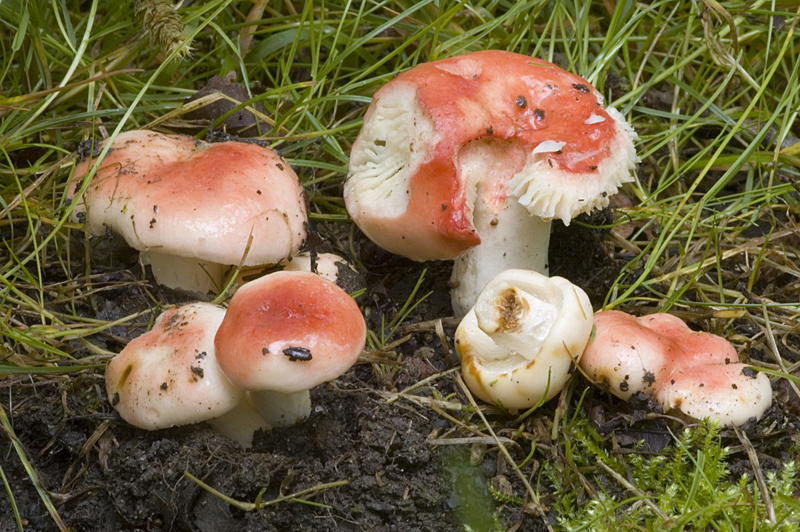 Russula luteotacta (door Nico Dam)