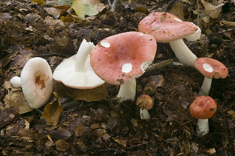 Russula mairei (door Nico Dam)