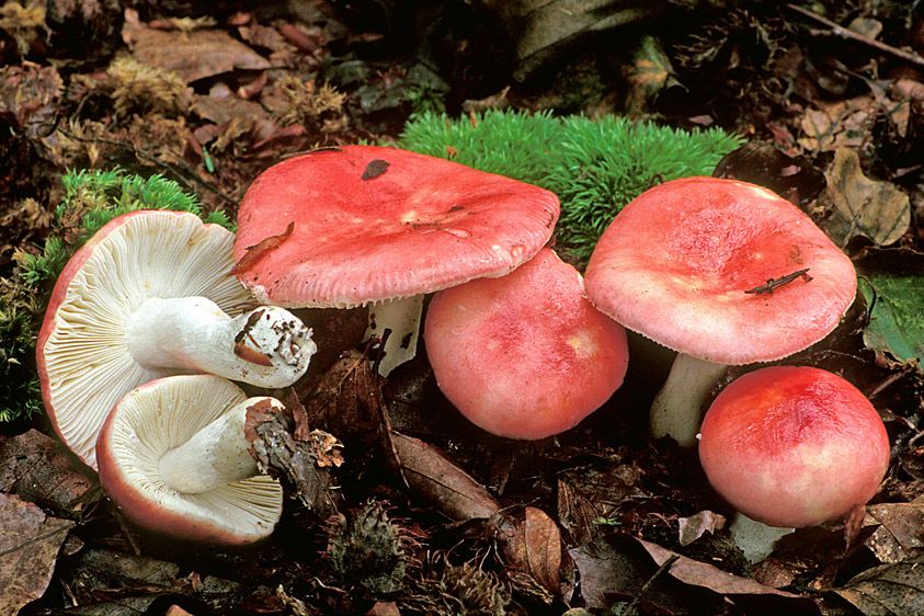 Russula mairei (door Henk Huijser)