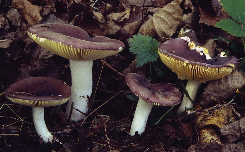 Russula melitodes (door Leon Raaijmakers)