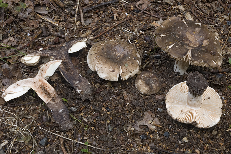 Russula nigricans (door Nico Dam)