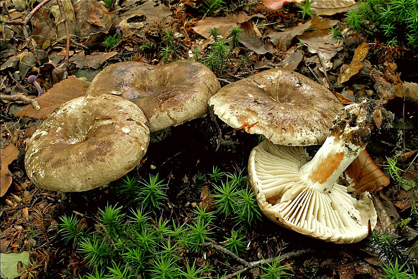 Russula nigricans (door Henk Huijser)