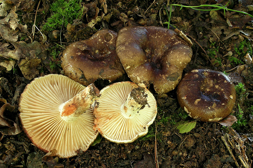 Russula nigricans (door Henk Huijser)