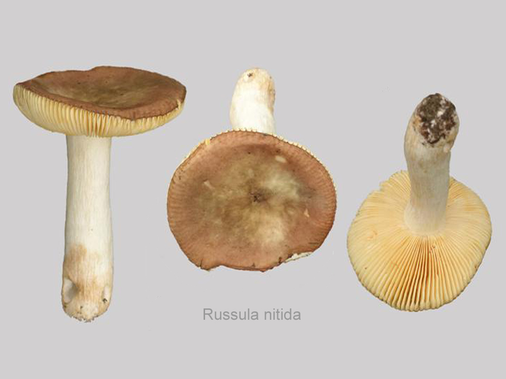 Russula nitida (door Jaap Wisman)
