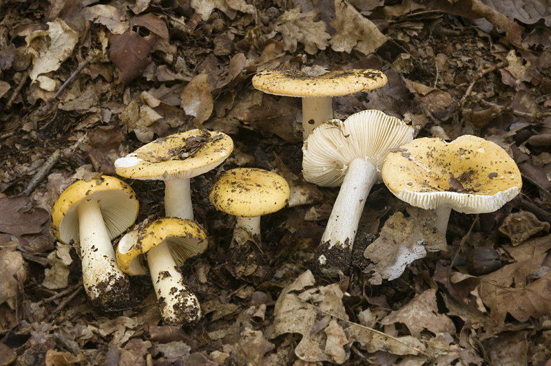 Russula ochroleuca (door Nico Dam)