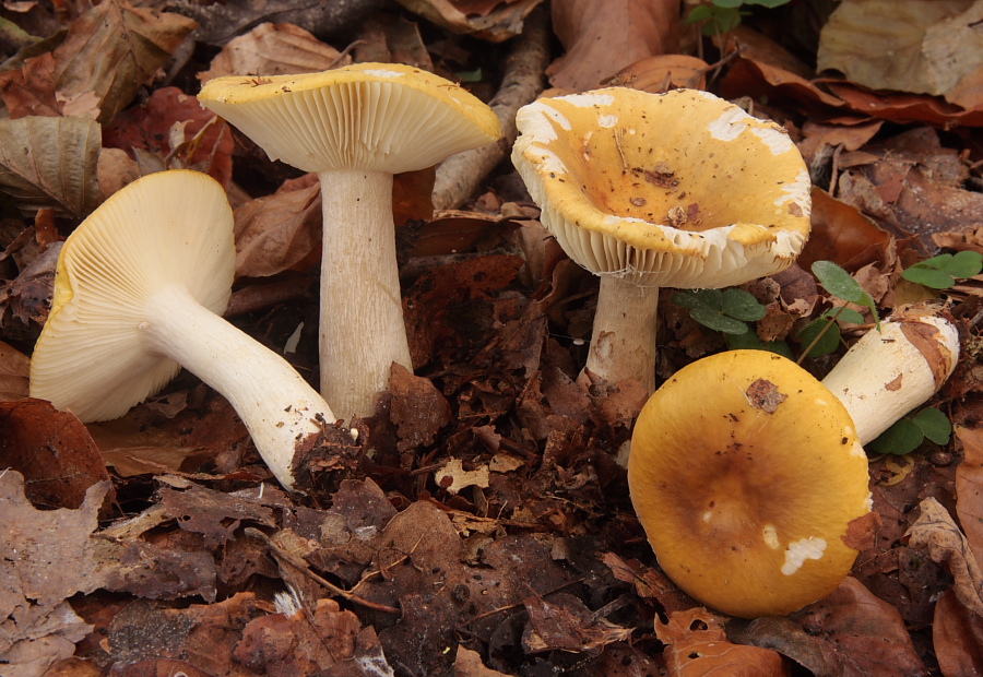 Russula ochroleuca (door Aldert Gutter)