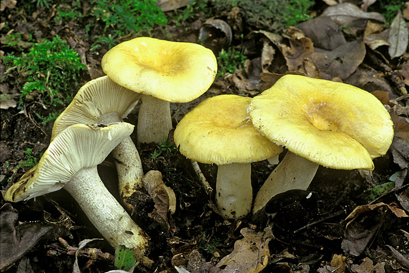 Russula ochroleuca (door Henk Huijser)