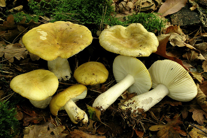 Russula ochroleuca (door Henk Huijser)