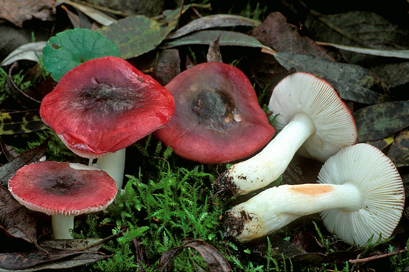 Russula atrorubens (door Henk Huijser)