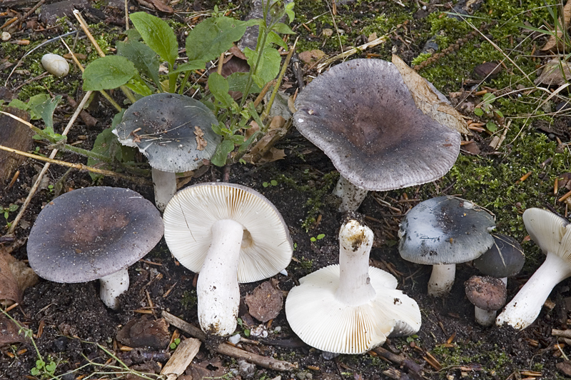 Russula parazurea (door Nico Dam)