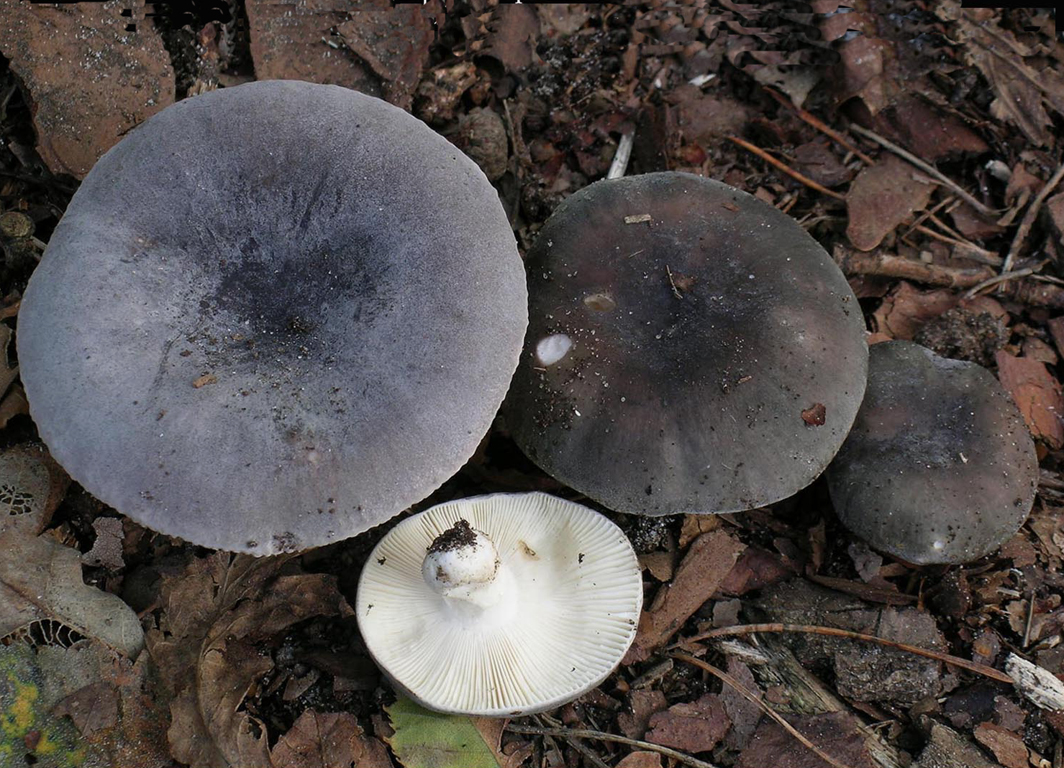 Russula parazurea (door Jaap Wisman)