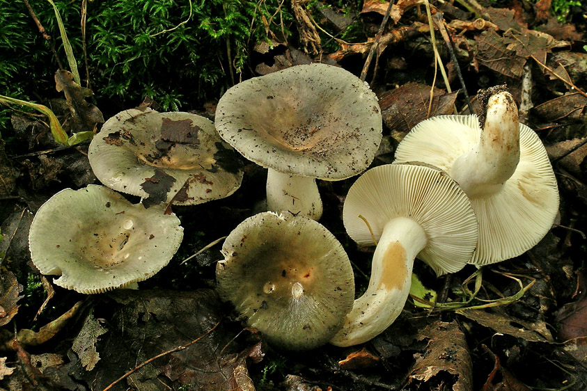 Russula parazurea (door Henk Huijser)