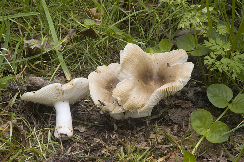 Russula pectinatoides (door Nico Dam)