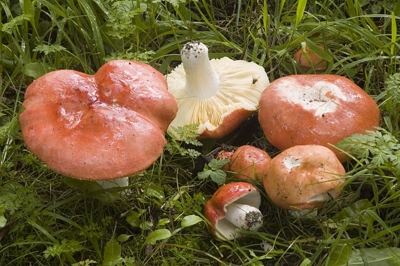 Russula pseudointegra (door Nico Dam)