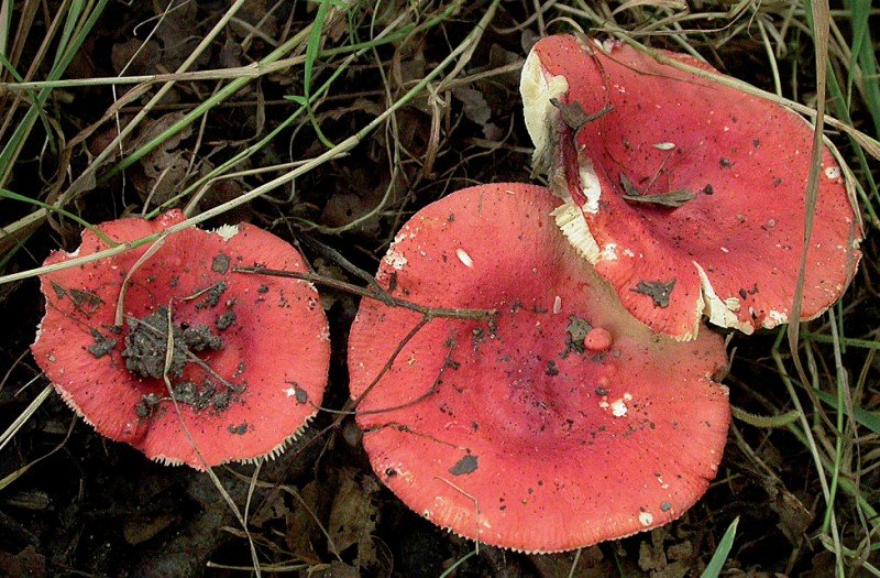 Russula pseudointegra (door Emma van den Dool)