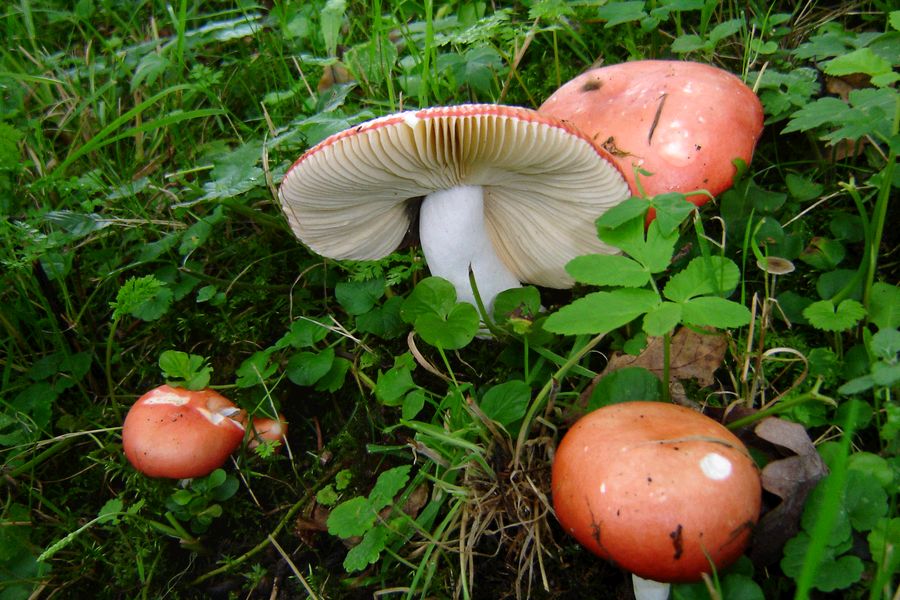 Russula pseudointegra (door Gert Immerzeel)