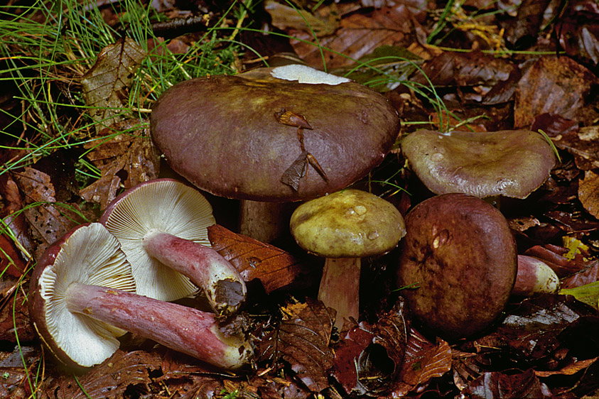 Russula queletii (door Henk Huijser)