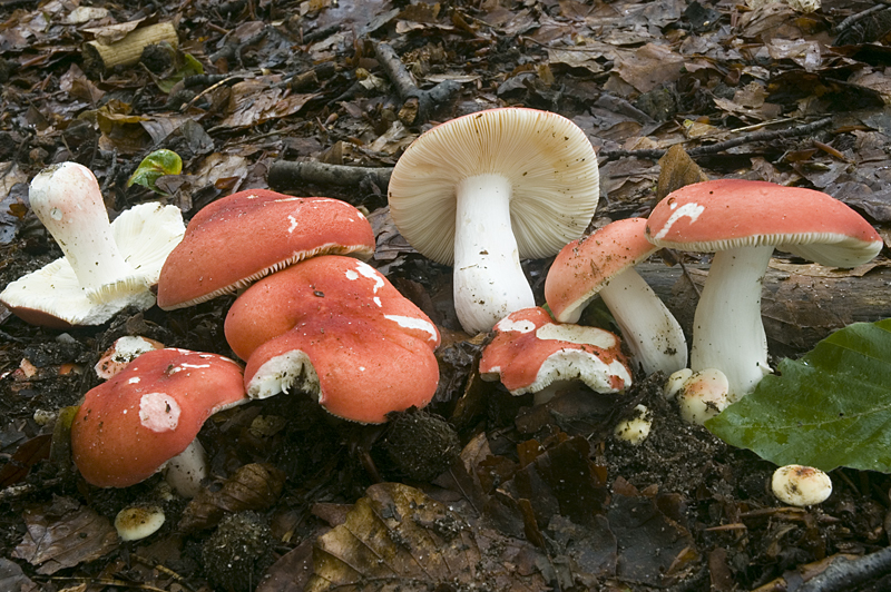 Russula lepida (door Nico Dam)