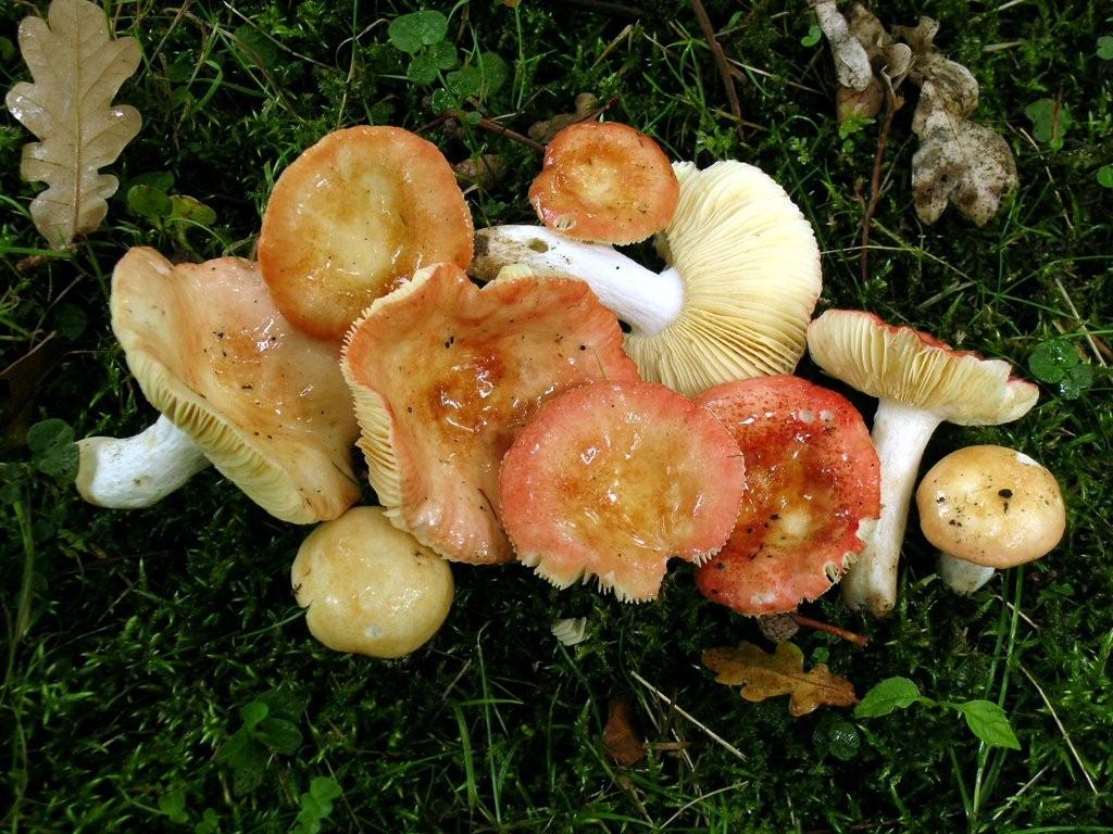 Russula rutila (door Jaap Wisman)