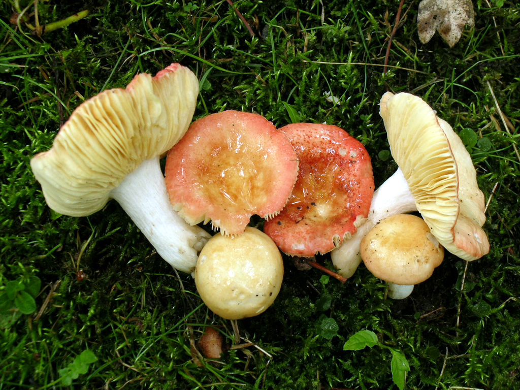 Russula rutila (door Jaap Wisman)