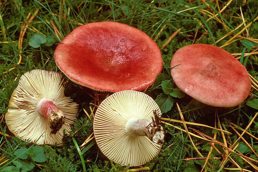 Russula sanguinea (door Henk Huijser)