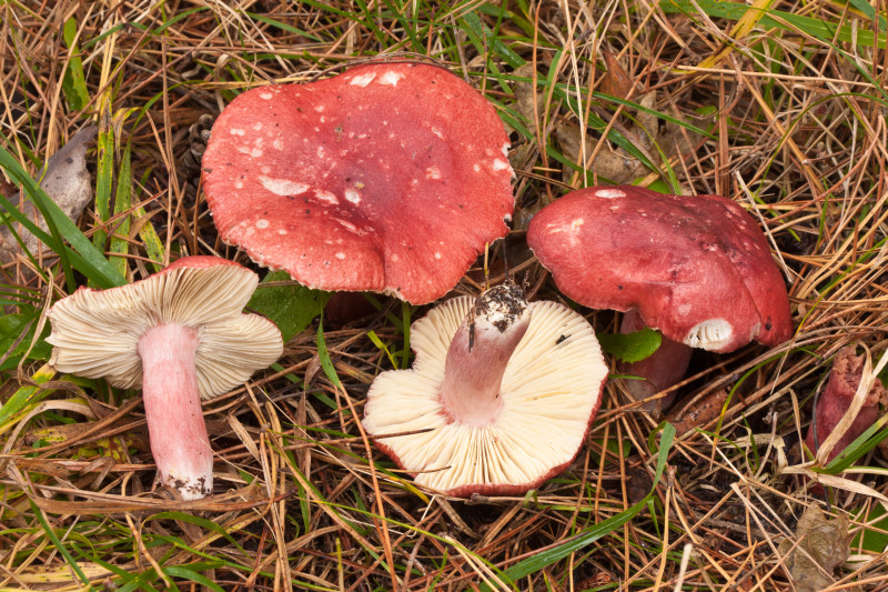 Russula sanguinea (door Aldert Gutter)