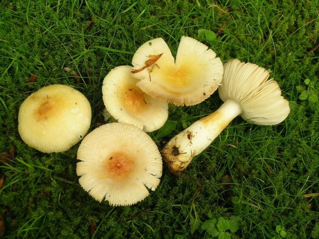 Russula solaris (door Jaap Wisman)