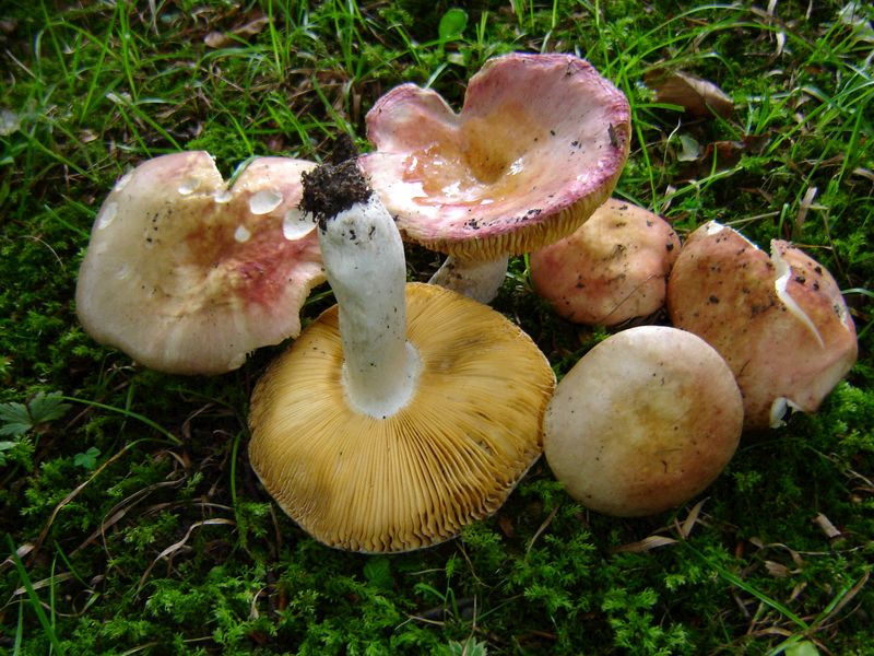 Russula subcristulata (door Gert Immerzeel)