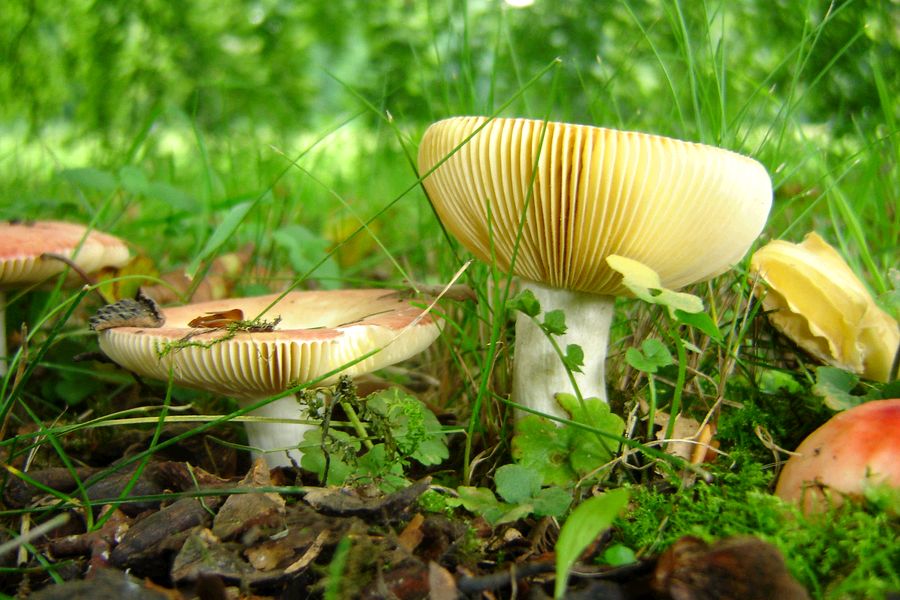 Russula subcristulata (door Gert Immerzeel)