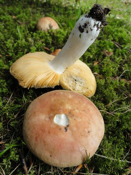 Russula subcristulata (door Gert Immerzeel)